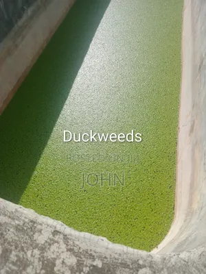 Duckweeds and Azolla Aqua Plant for Livestock Feeding