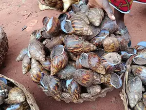 Big Snails Available in Our Mart