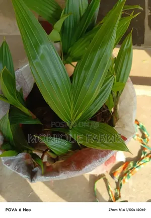Hybrid Coconut Seedlings