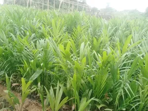 Supergene Oil Palm