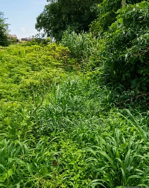 2 Plots of Dry Land