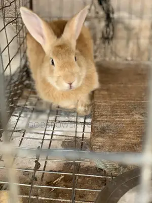 English Chinchilla Rabbit