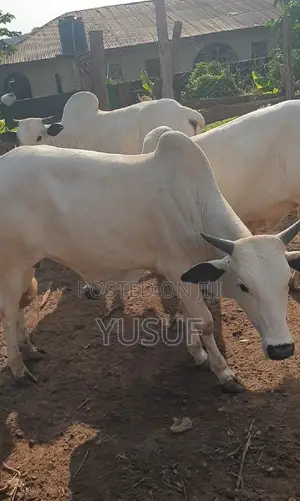 Healthy Cows and Rams