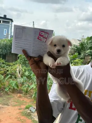 1-3 months Male Purebred American Eskimo