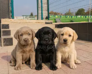 1-3 months Male Purebred Labrador Retriever