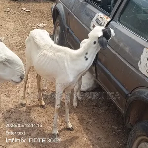 2 Months Pregnant Sheep / Ewe