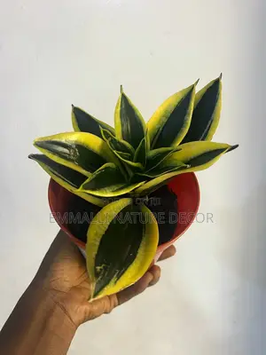 Indoor Plants (As Low as N10,000)