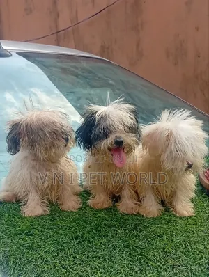 1-3 months Female Purebred Lhasa Apso