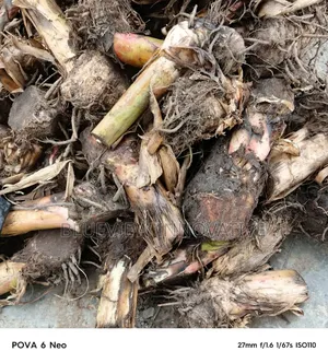 Improved Varieties of Plantain Suckers