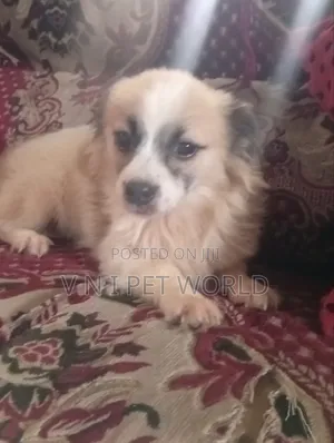 3-6 months Male Purebred Chihuahua