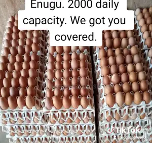 Big Size Farm Fresh Eggs For Sale