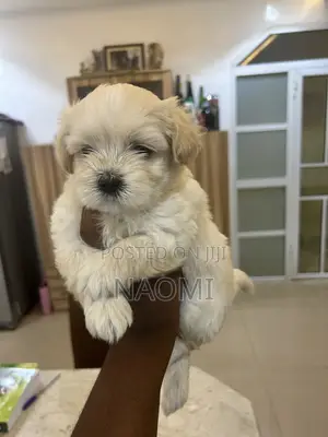 1-3 months Female Purebred Lhasa Apso