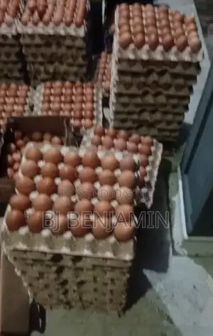 Fresh Farm Eggs