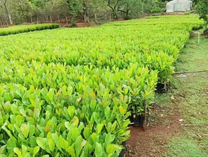 Cashew Seedlings