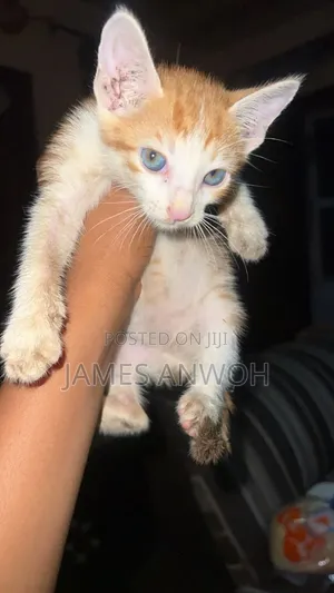 1-3 months Male Purebred American Shorthair