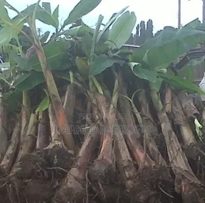 Plantain And Banana Suckers