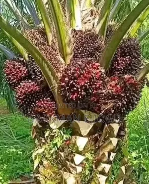 Hybrid Palm Suckers