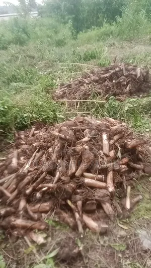 Plantain Sucker