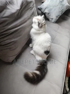 6-12 months Male Purebred Persian
