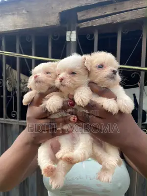 1-3 months Female Purebred Lhasa Apso