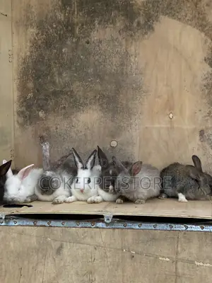 Healthy Hybrid Rabbits