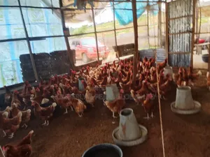 Point of Lay Chicken
