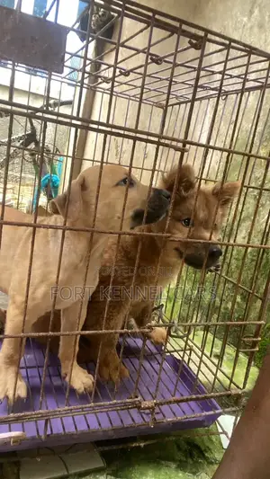 1-3 months Male Purebred Chow Chow