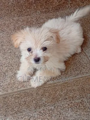 1-3 months Male Purebred Lhasa Apso