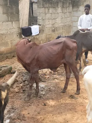 Cows Available