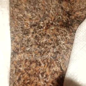 50kg Brown Rice for Dog's