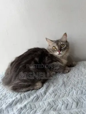 3-6 months Male Purebred Persian