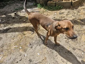 3-6 months Female Mixed Breed Boerboel