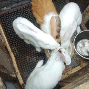 Pet and Meat
