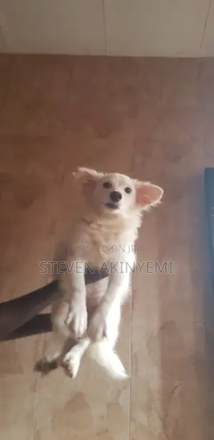 6-12 months Female Purebred American Eskimo