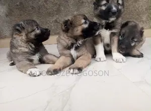 0-1 month Female Purebred Caucasian Shepherd
