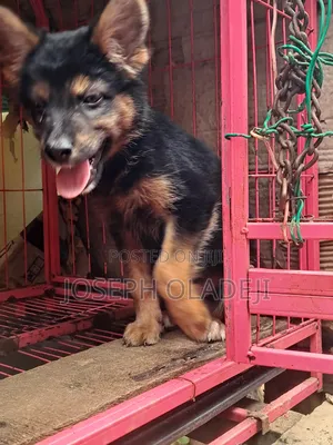1-3 months Female Purebred German Shepherd