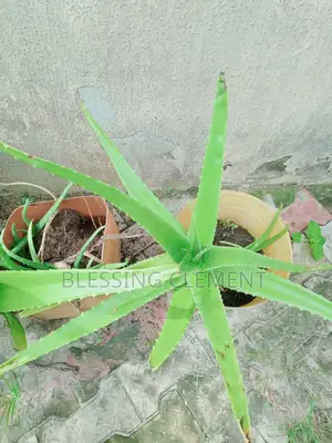 Pure, Fresh Aloe Vera Plants – Natural Skin Healing Hydration!