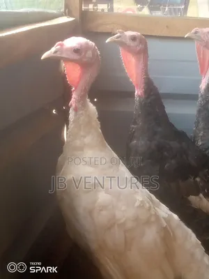 Turkeys for Urgent Sales