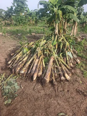 Hybrid Plantain Suckers