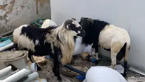 Healthy Local Ram