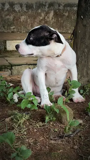 3-6 months Female Purebred American Bully