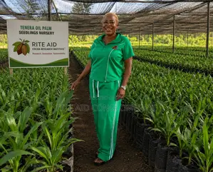 Malaysian Tenera Oil Palm Seedlings