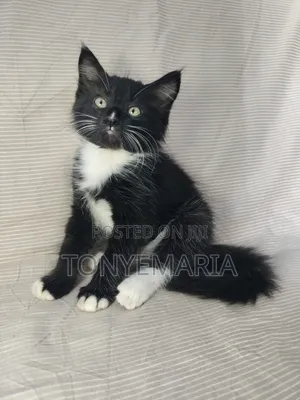 1-3 months Male Mixed Breed Nebelung