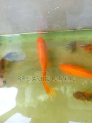 Aquarium Fishes and Fish Bowl