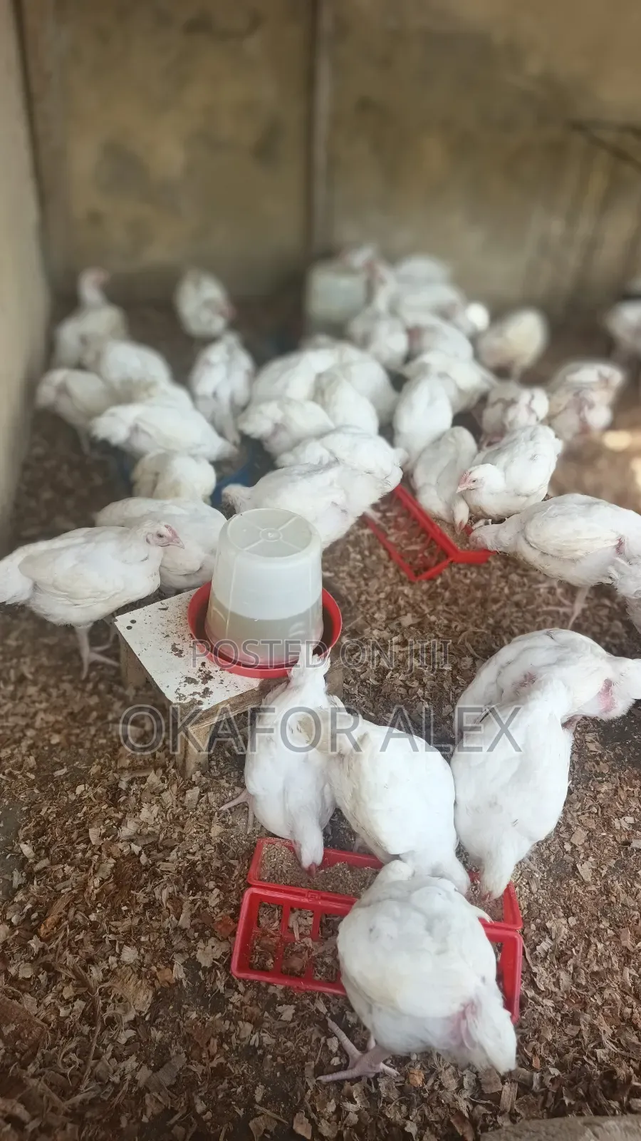 Live Chicken