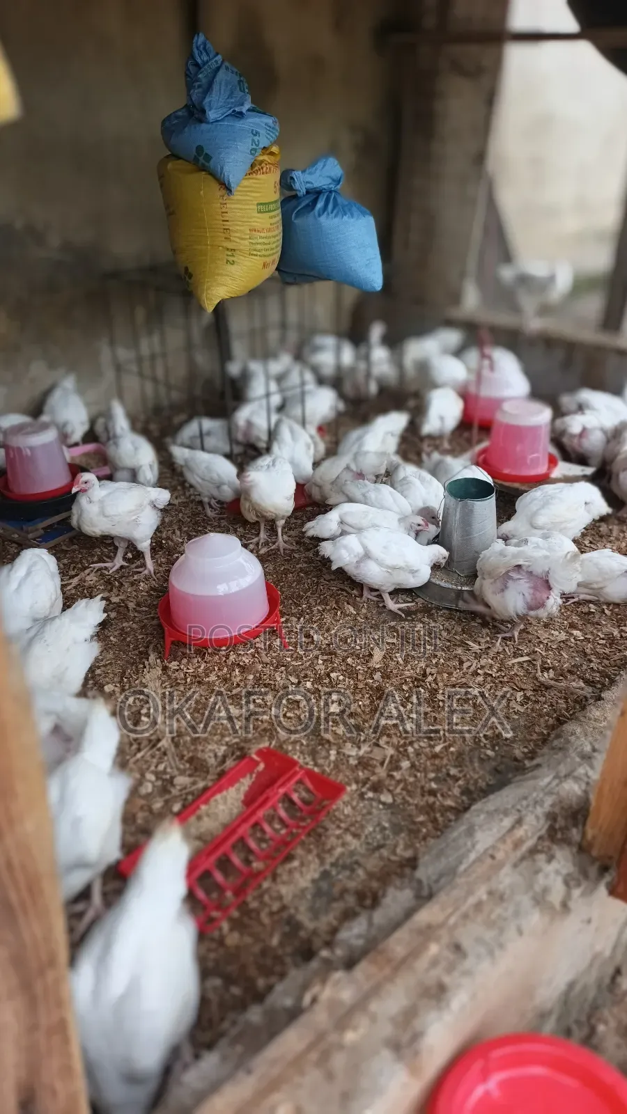 Live Chicken