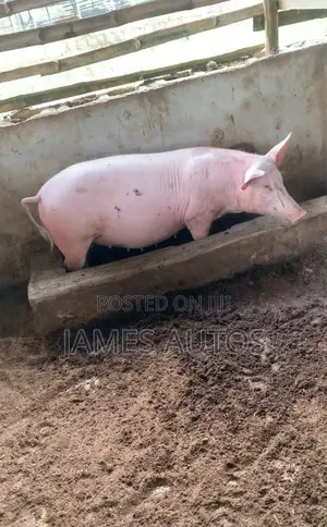 Three Months Pregnant Tn Hybrid Sow