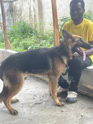 1+ year Male Purebred German Shepherd