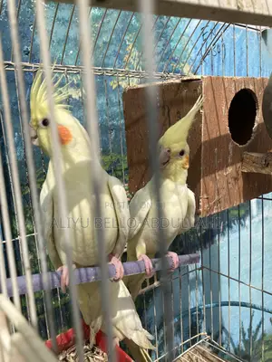 Cockatiels