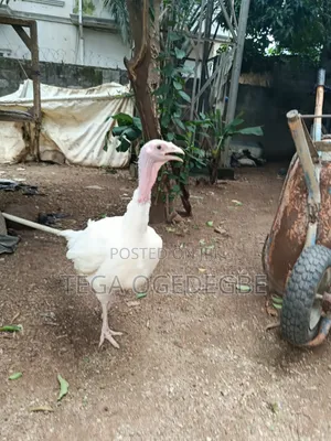 Mature Foreign Turkey Negotiable